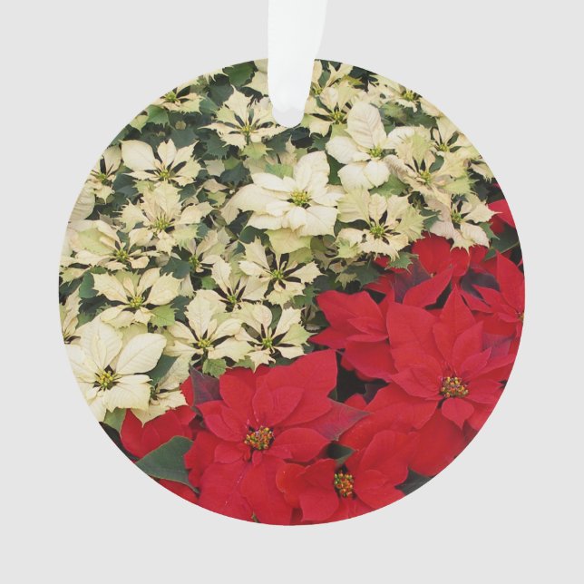 Ornamento White e Red Poinsettias I Feriado Floral (Frente)
