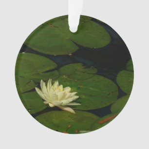 Ornamento White Waterlily I Peaceful Floral Fotografia