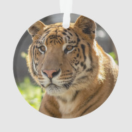 Ornamento Zachariah -