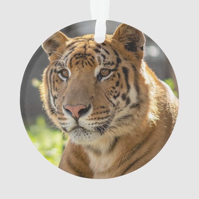 Ornamento Zachariah - (Verso)