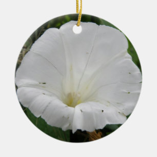 Ornamentos bonito de Flor Convolvível Branco