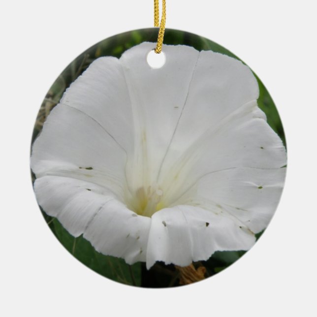 Ornamentos bonito de Flor Convolvível Branco (Frente)