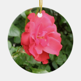 Ornamentos de Rosa Selvagem