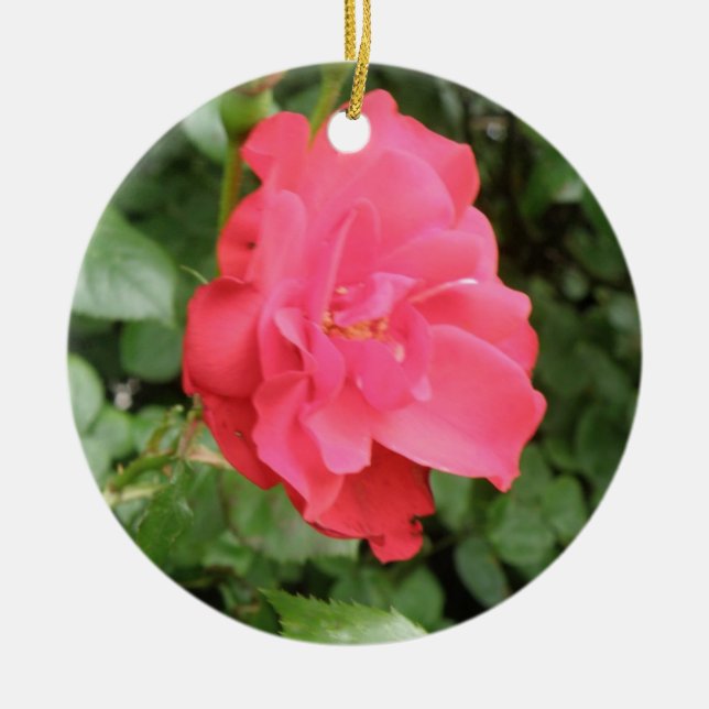 Ornamentos de Rosa Selvagem (Frente)