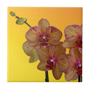 orquídea