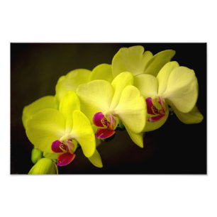 Orquídea Amarela - Impressão de Fotografia