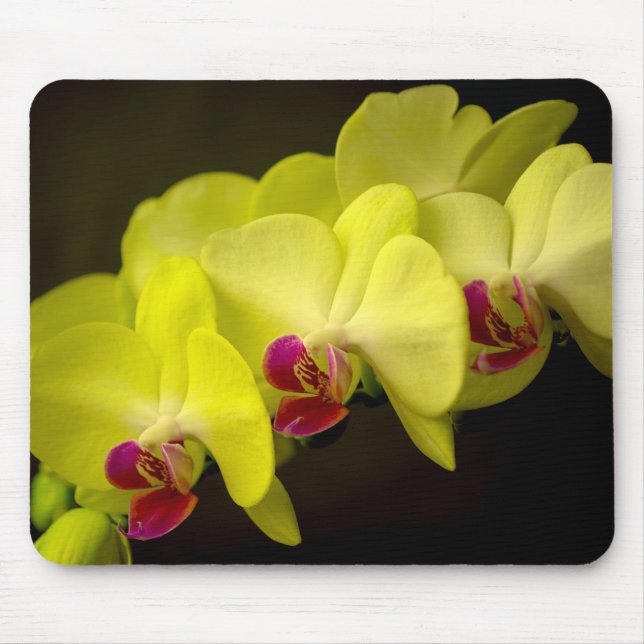 Orquídea amarela - Mousepad (Frente)