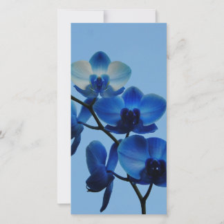 Orquídea Azul