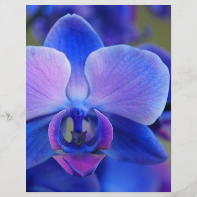Orquídea Azul e Rosa (Frente)