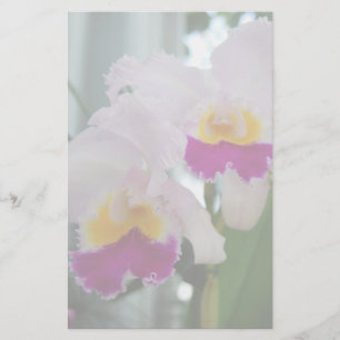 Orquídea bonita de Cattleya