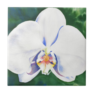 Orquídea branca