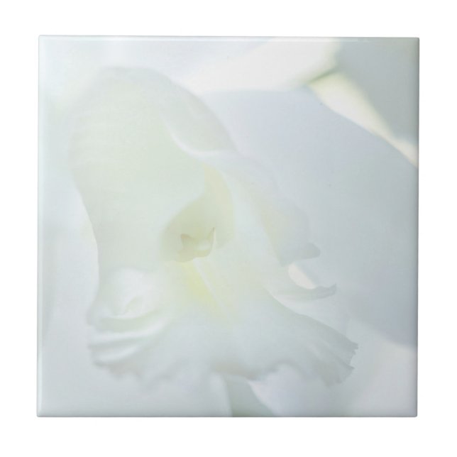 Orquídea Branca (Frente)
