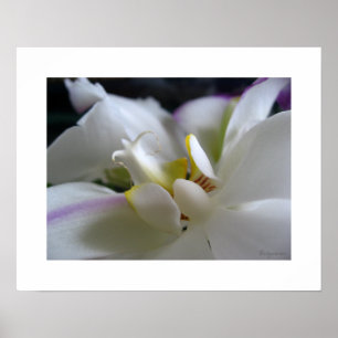 Orquídea branca 8 Phalaenopsis Poster