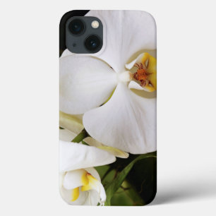 Orquídea Branca (Afrodite)