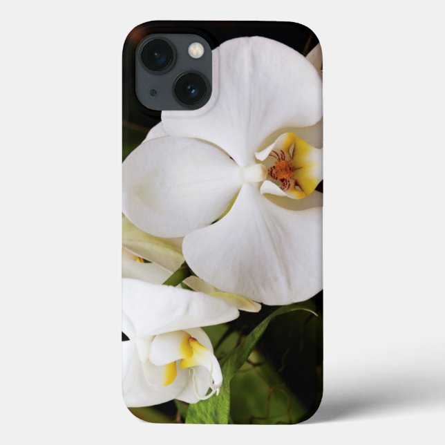 Orquídea Branca (Afrodite) (Verso)