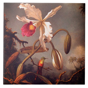 Orquídea Branca Brasileira