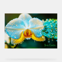 Orquídea Branca Elegante com Gotículas de Água Bot