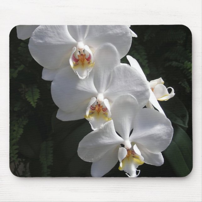 Orquídea branca Mousepad (Frente)