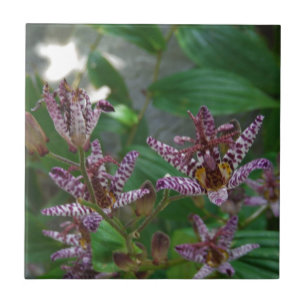 Orquídea branca-rosa-púrpura, listrada, como uma f