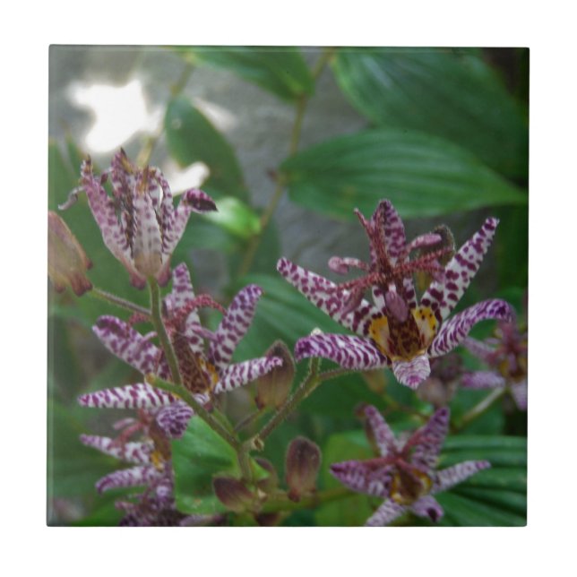 Orquídea branca-rosa-púrpura, listrada, como uma f (Frente)