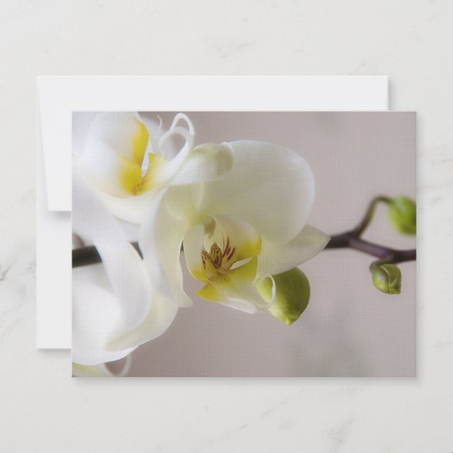 Orquídea Branca ・ RSVP de Convite de Casamento (Frente)