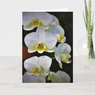 Orquídea, cartão