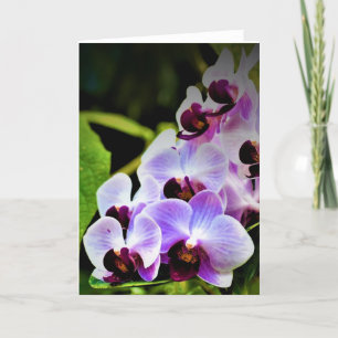 Orquídea, cartão