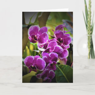 Orquídea, cartão