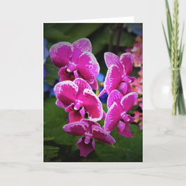 Orquídea, cartão