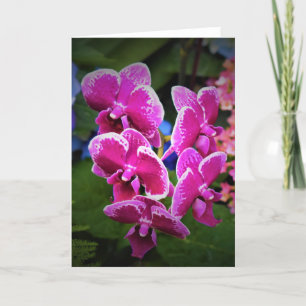 Orquídea, cartão
