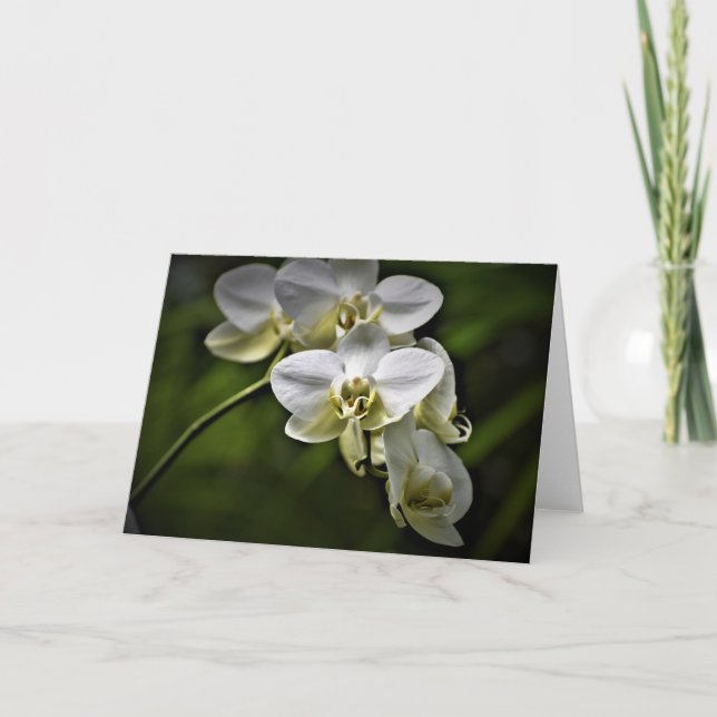 Orquídea, cartão (Frente)