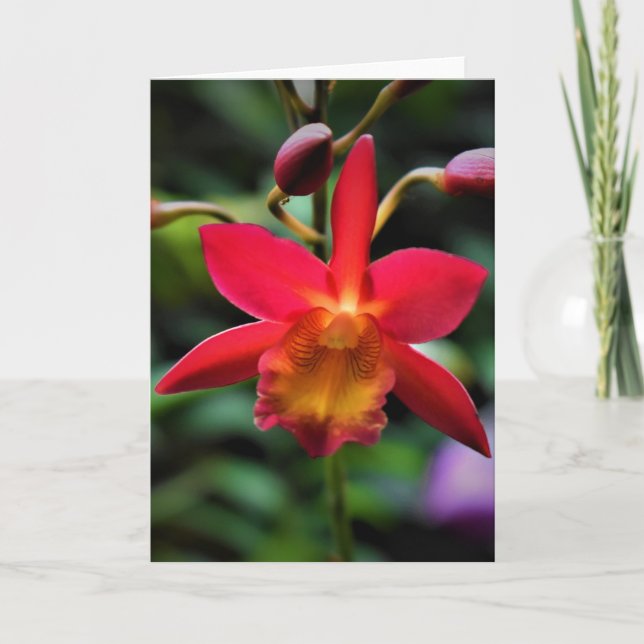 Orquídea, cartão (Frente)