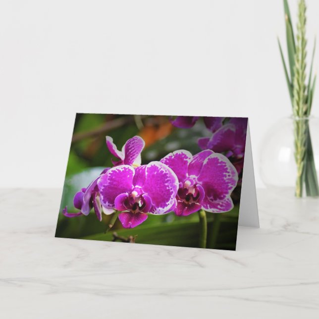 Orquídea, cartão (Frente)