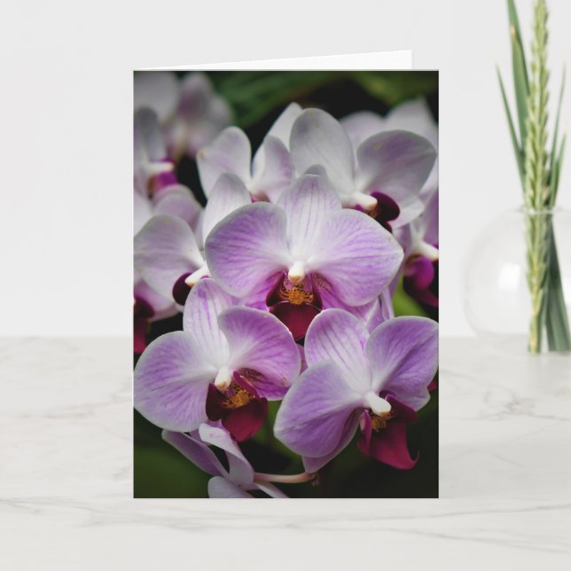 Orquídea, cartão (Frente)
