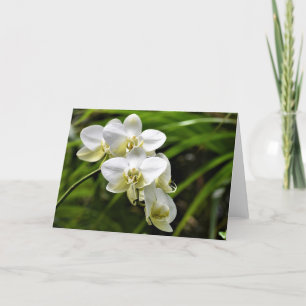 Orquídea, cartão