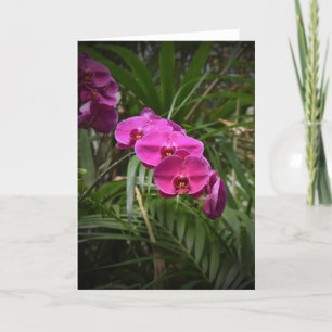 Orquídea, cartão