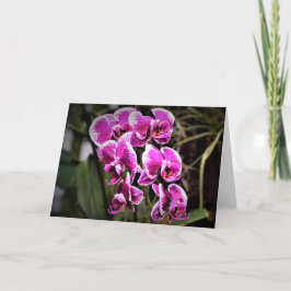 Orquídea, cartão