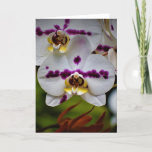 Orquídea, cartão