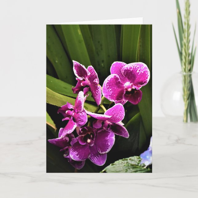 Orquídea, cartão (Frente)