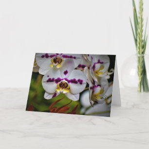 Orquídea, cartão