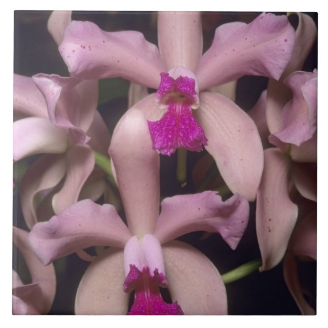 Orquídea (Cattleya amethystoglossa), Leste (Frente)