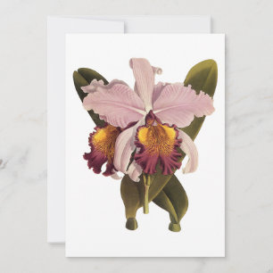 Orquídea Cattleya Roxa Vintage, Flores Tropicais