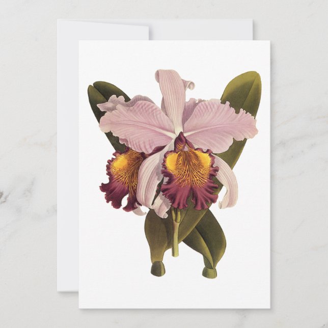 Orquídea Cattleya Roxa Vintage, Flores Tropicais (Frente)