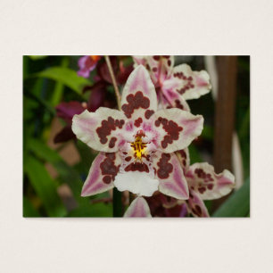 Orquídea colorido impressionante do Phalaenopsis