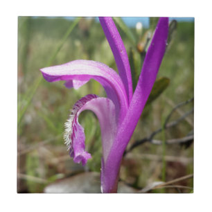 Orquídea da boca do dragão (bulbosa de Arethusa)