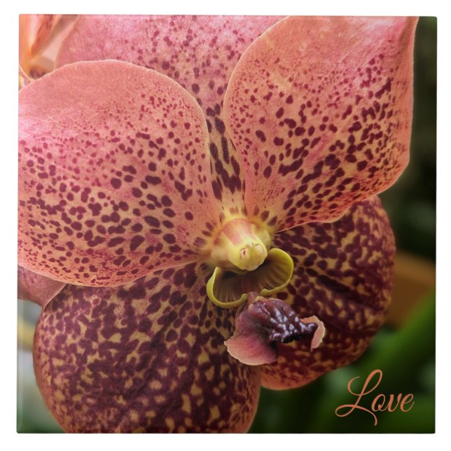 Orquídea da manhã (Frente)