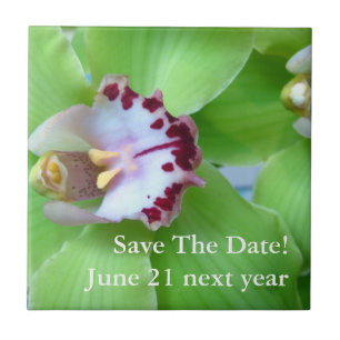 Orquídea de Cymbidium Verde