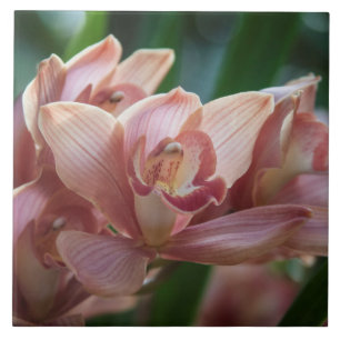 Orquídea de leite