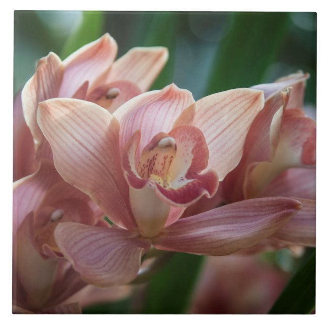 Orquídea de leite (Frente)