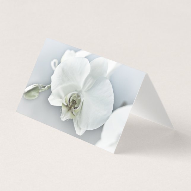 Orquídea de Phaleonopsis Branca (Frente)